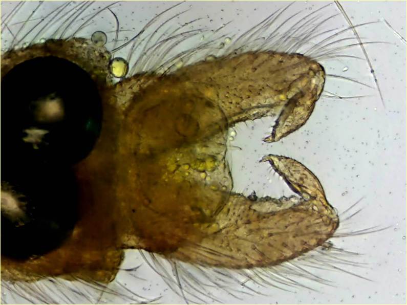Metriocnemus tristellus